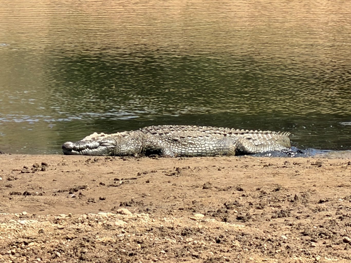 Das Krokodil...