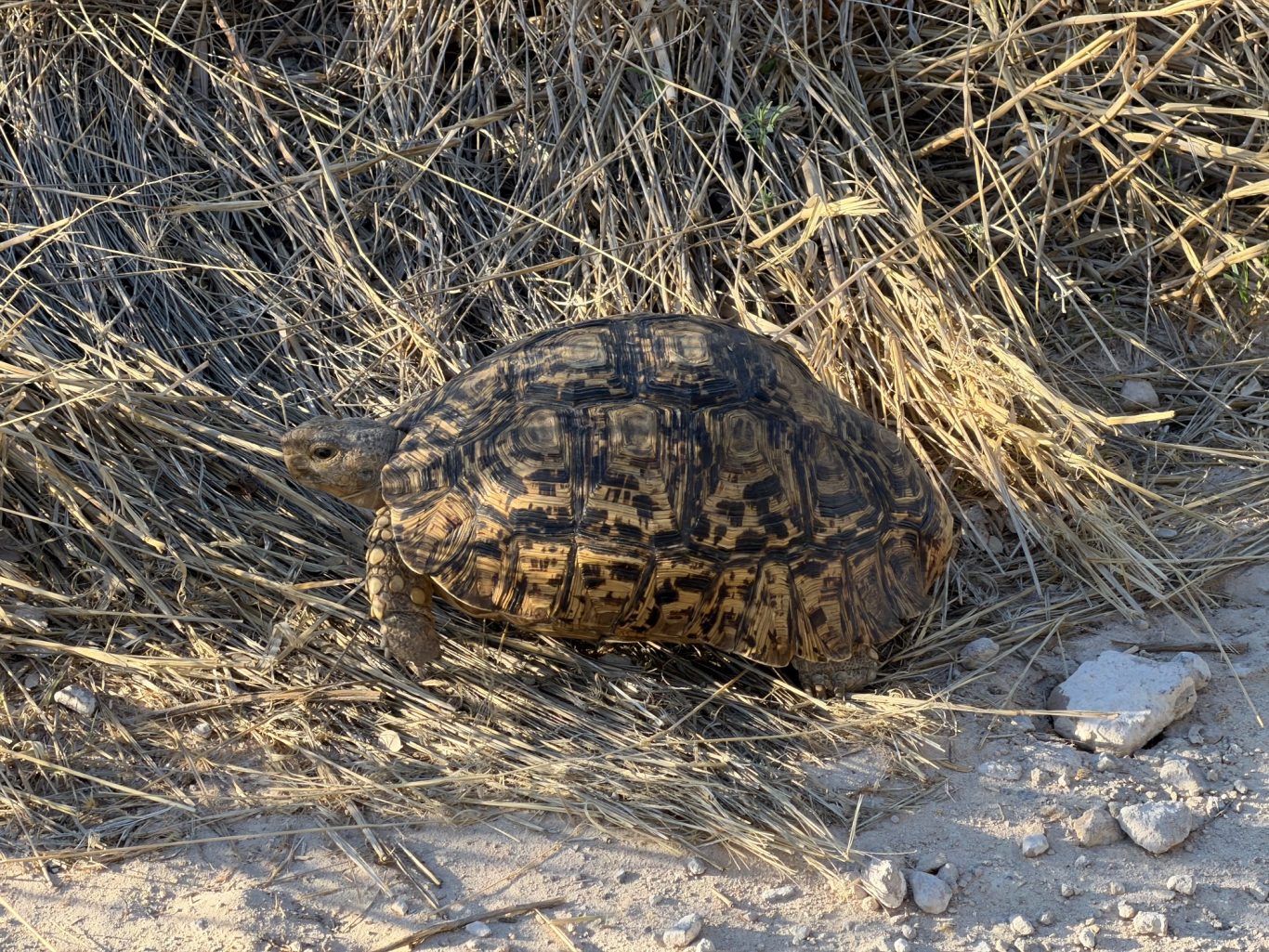 Leoparden-Schildkröte