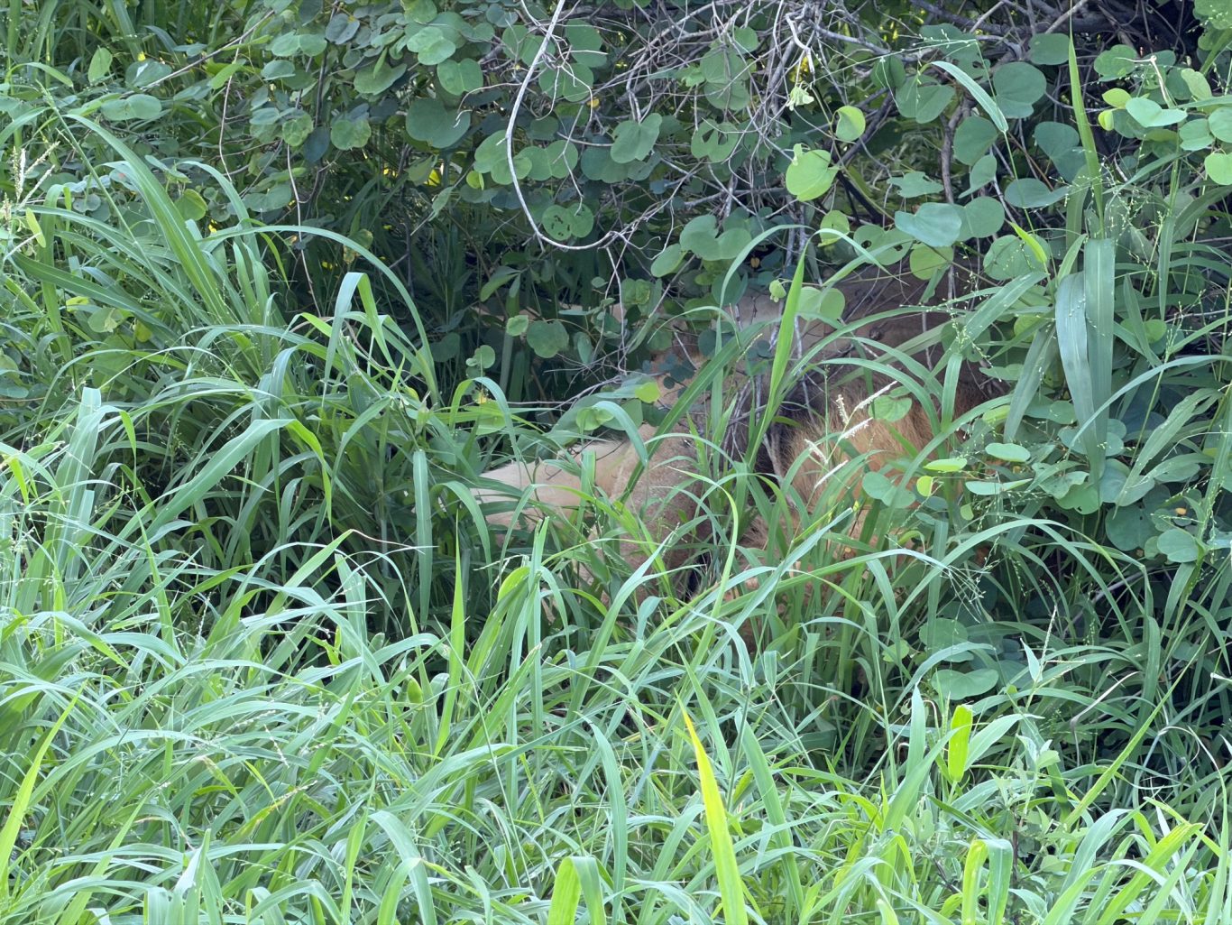 Der Löwe ;-)